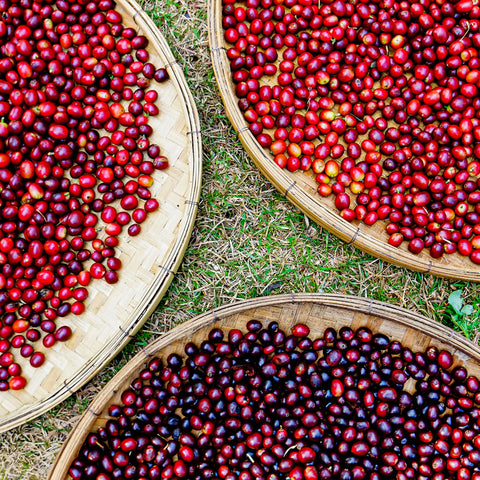 Dünyanın Lezzet Kuşağı: Coffee Belt