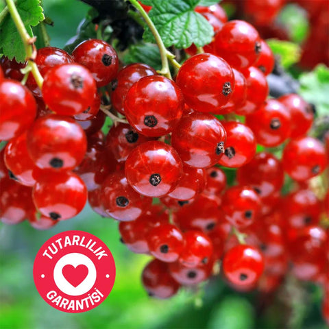 CoffeeNutz Kenya Wanrich Yıkanmış Çekirdek Kahve 250 Gr